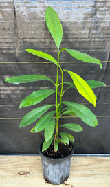 Lemondrop Mangosteen (Garcinia intermedia) 1g