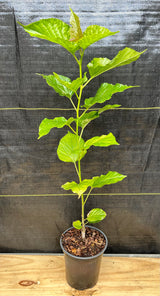 Mulberry 'Thai Dwarf' (Morus alba)