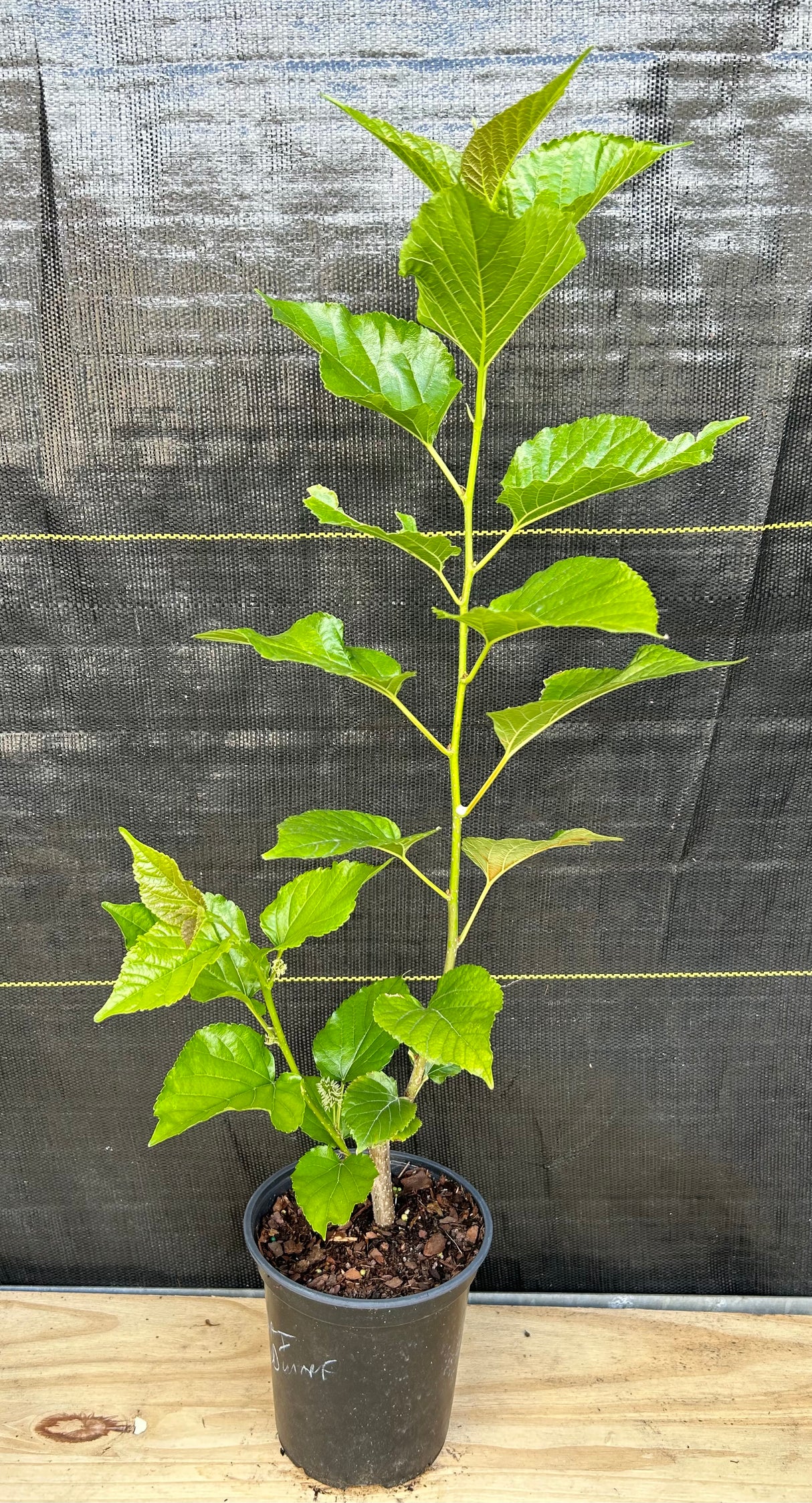 Mulberry 'Thai Dwarf' (Morus alba)