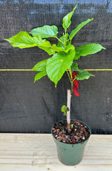Mulberry 'Thai Dwarf' (Morus alba)