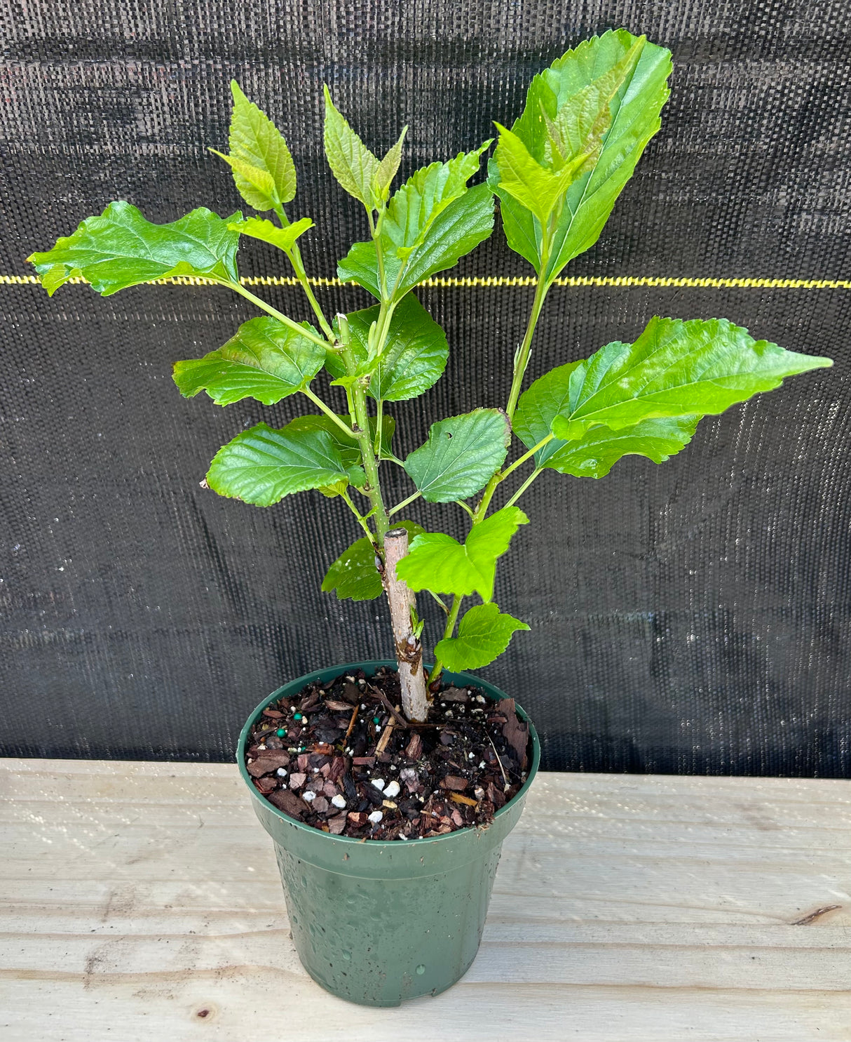 Mulberry 'Thai Dwarf' (Morus alba)