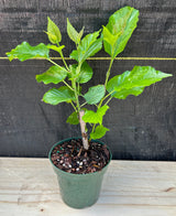 Mulberry 'Thai Dwarf' (Morus alba)