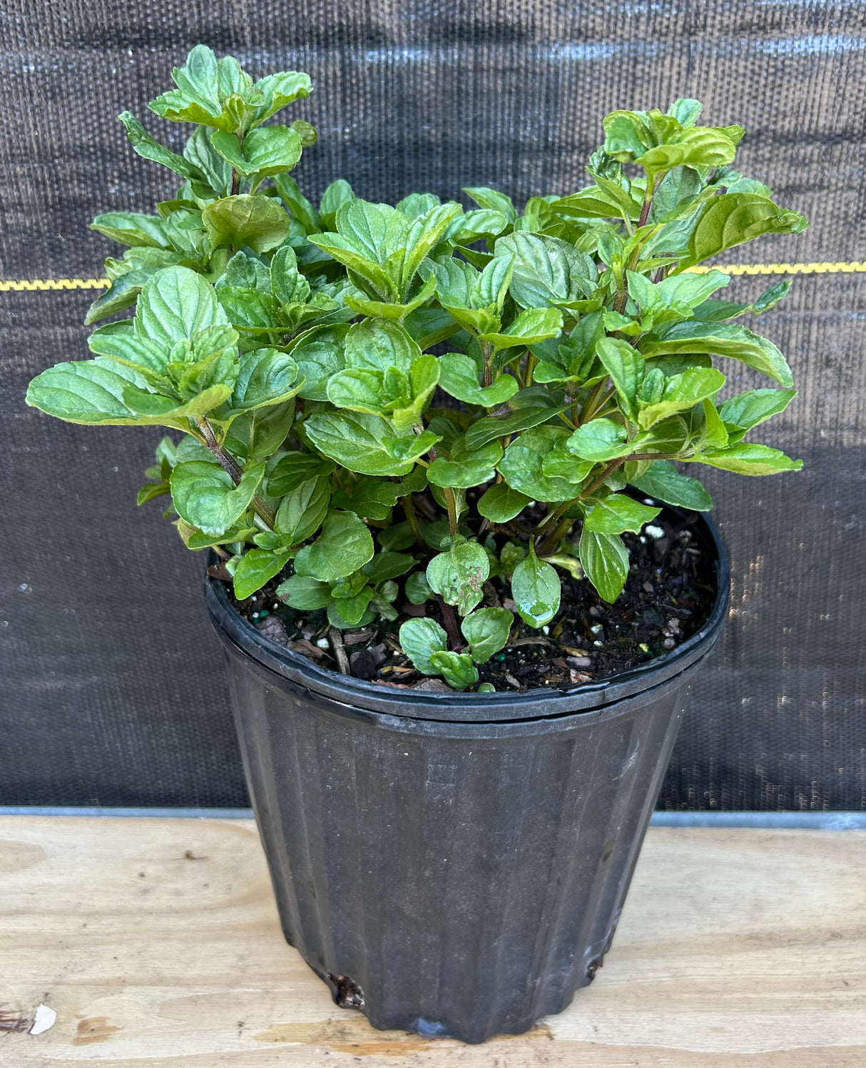 Spearmint