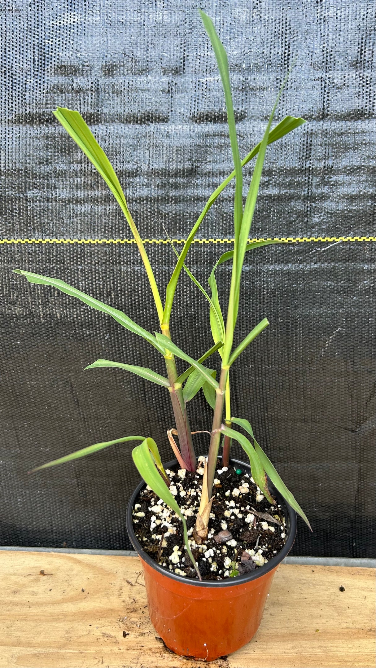 Sugar Cane 'Louisiana Green' (Saccharum officinarum) 4"