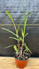 Sugar Cane 'Louisiana Green' (Saccharum officinarum) 4"