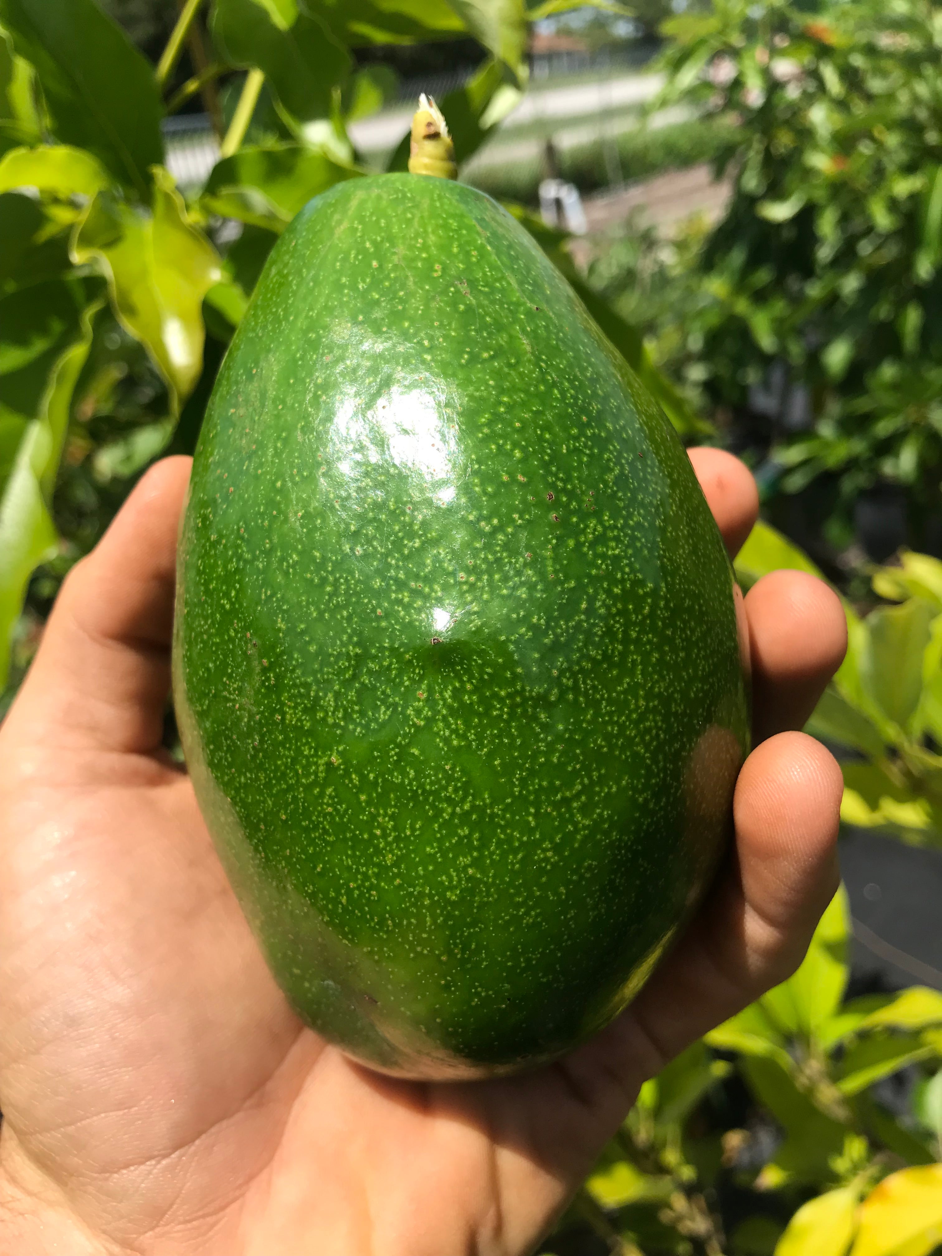 Avocado Tree 'Simmonds' – Incredible Edible Landscapes