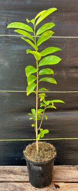 Soursop Tree (from seed)