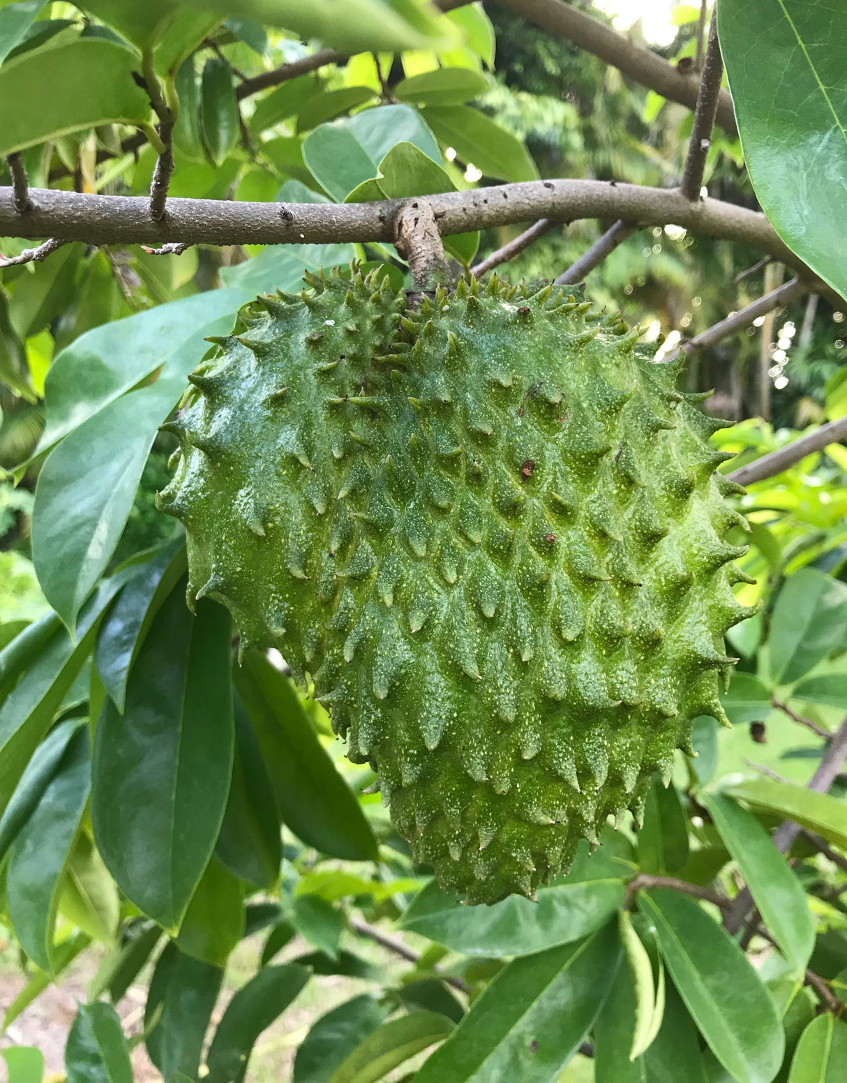Soursop Tree (from seed)