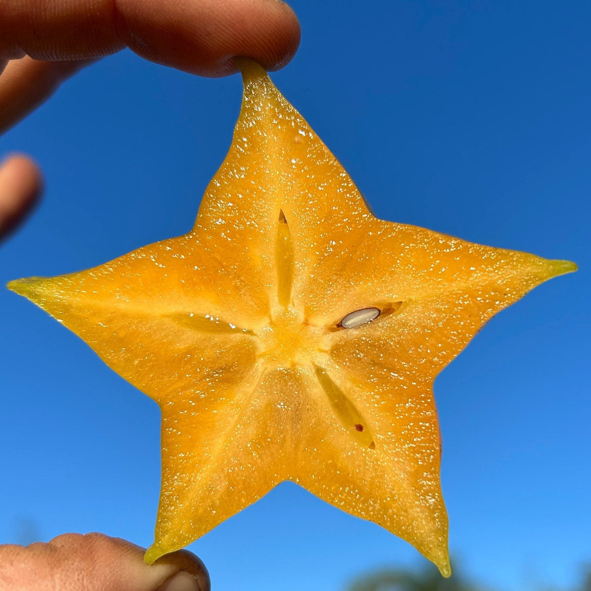 Carambola (Starfruit) Tree 'Sri Kembangan'