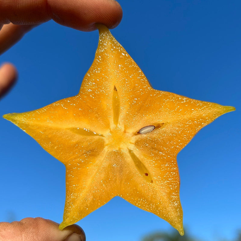 Carambola (Starfruit) Tree 'Sri Kembangan' – Incredible Edible Landscapes