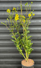 Starry Rosinweed Plant