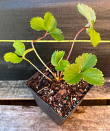 Strawberry Plant - 5 inch pot