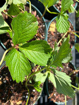 Strawberry Plant - 5 inch pot