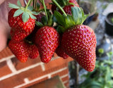 Strawberry Plant - 5 inch pot