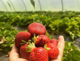 Strawberry Plant - 5 inch pot