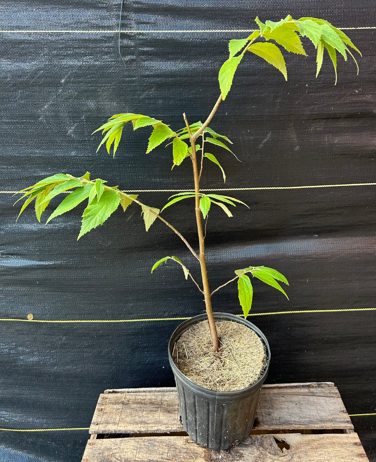 Strawberry Tree - yellow