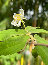 Strawberry Tree - yellow