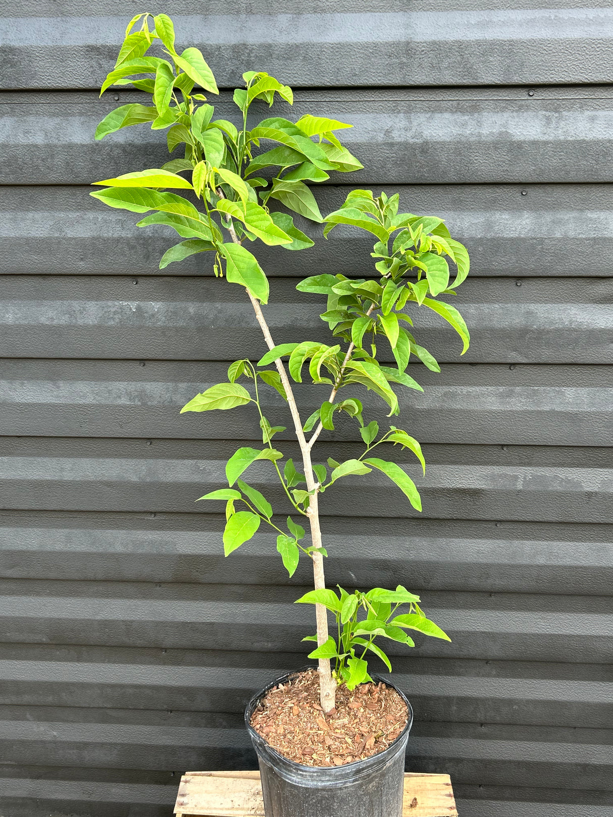 Sugar Apple Tree ‘Thai Green’