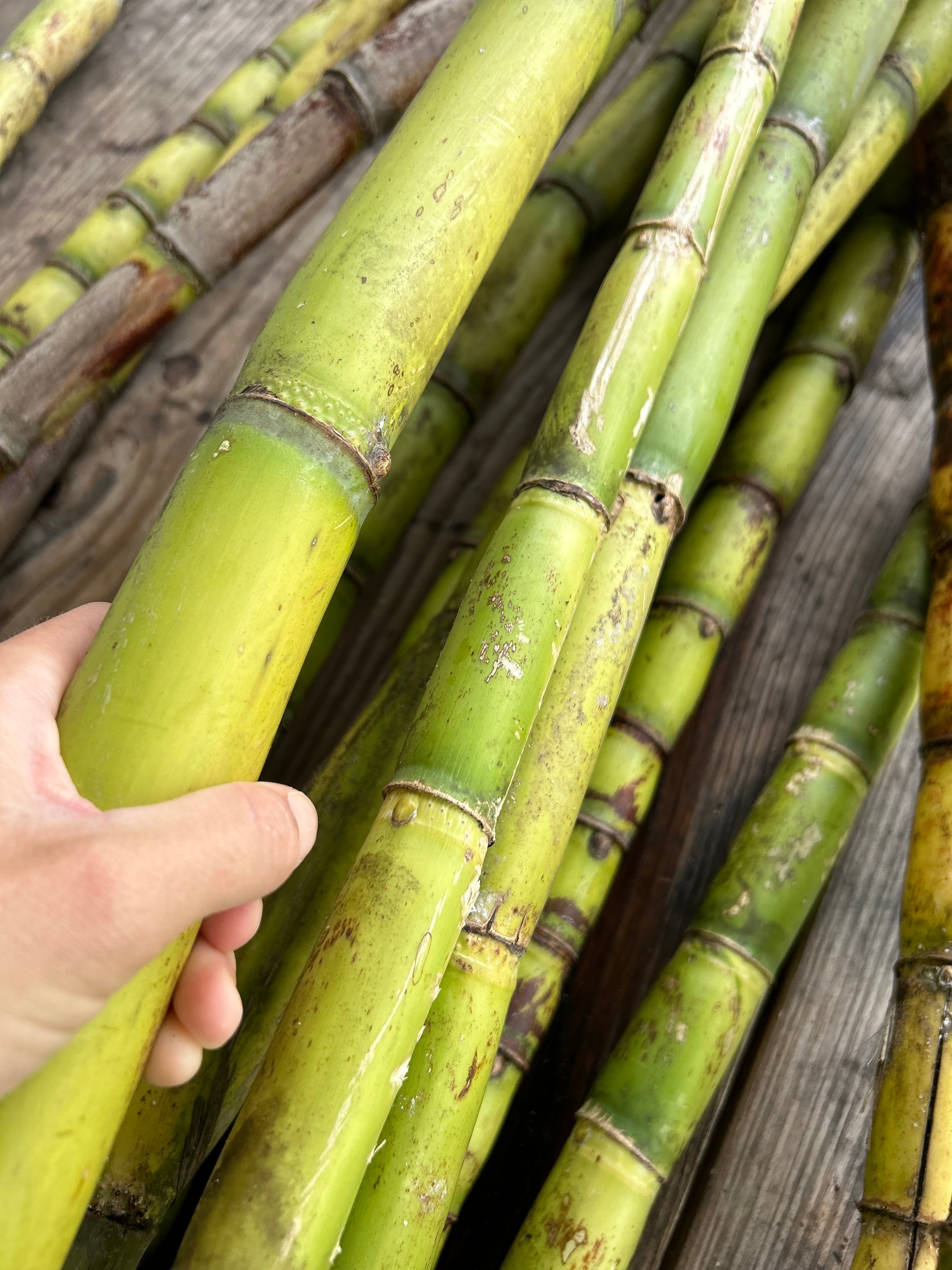 sugarcane Litaページ Sugar Cane Plant 'Louisiana Green' – Incredible Edible Landscapes