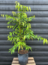 Sundrop (Eugenia victoriana)
