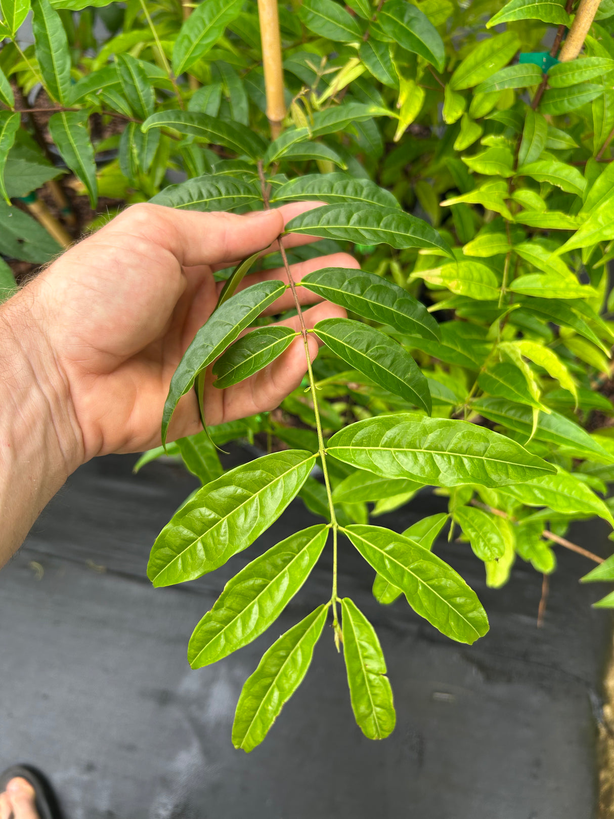 Sundrop (Eugenia victoriana)