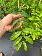 Sundrop (Eugenia victoriana)