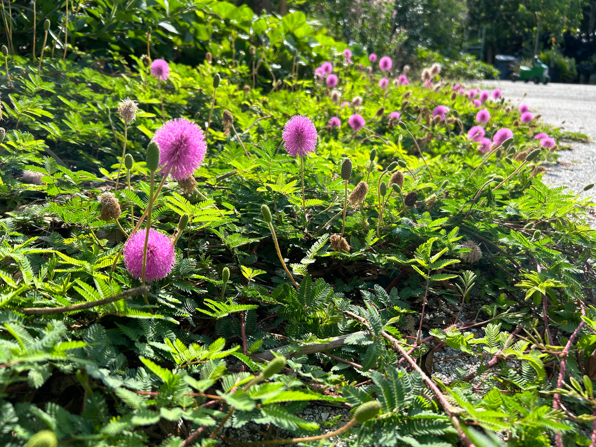 Sunshine Mimosa Plant