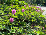 Sunshine Mimosa Plant