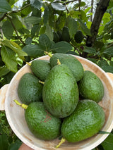 Avocado Tree ‘Super Hass’ or 'Ooh La La’