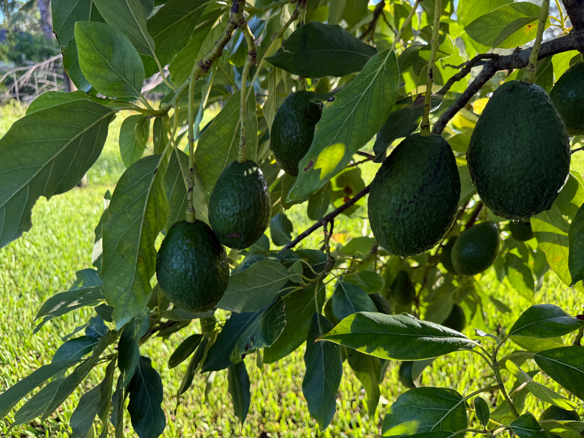 Avocado Tree ‘Super Hass’ or 'Ooh La La’