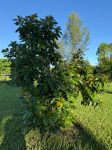 Avocado Tree ‘Super Hass’ or 'Ooh La La’