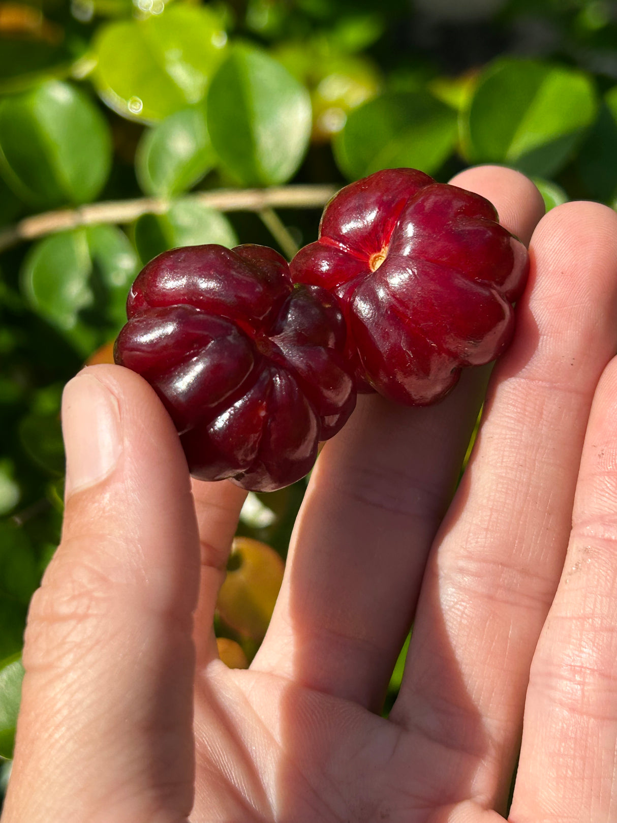 Surinam Cherry Tree 'Zill Black'