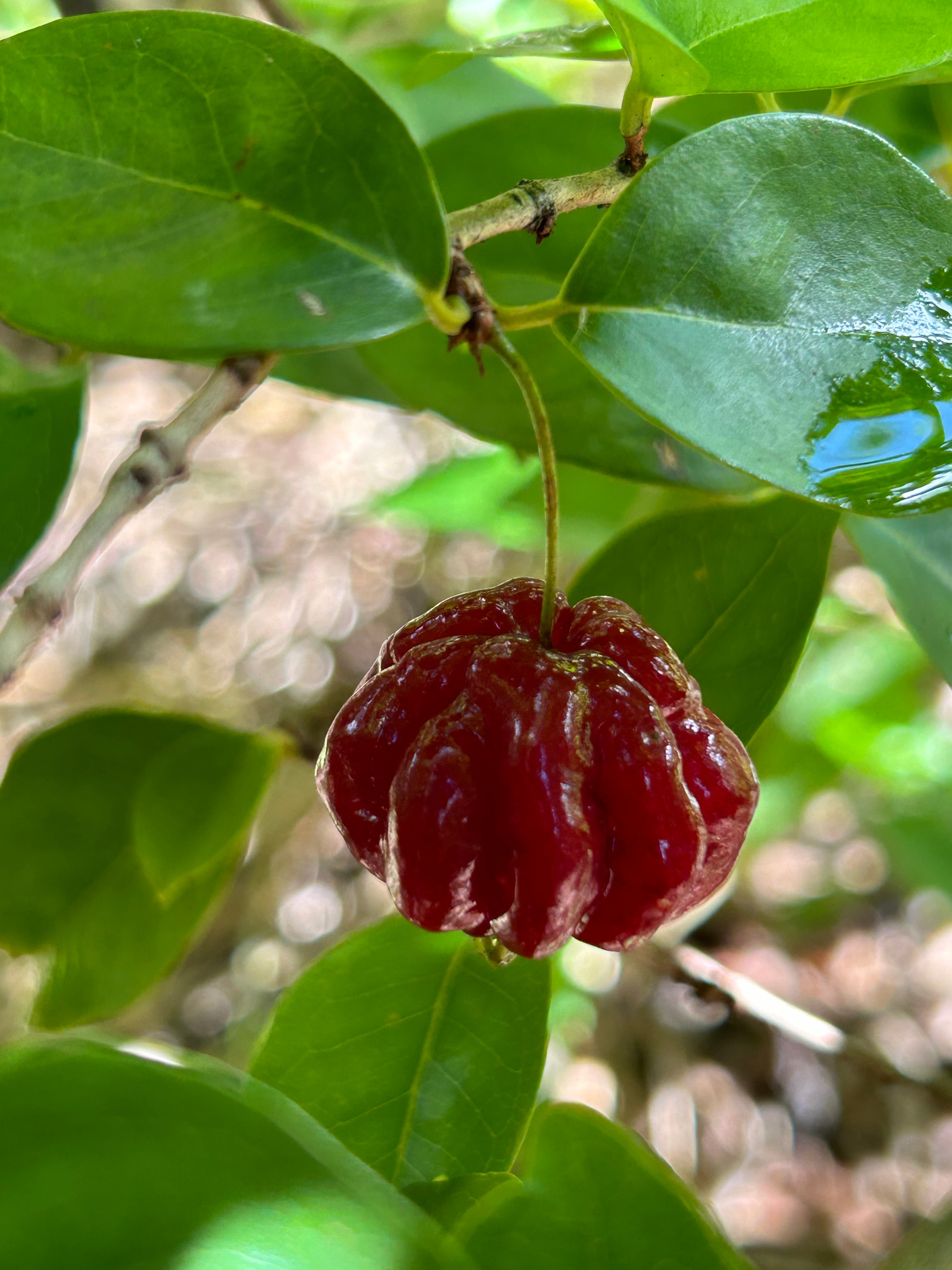 Surinam Cherry Tree 'Zill Dark' – Incredible Edible Landscapes
