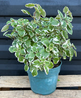 Swedish Ivy Plant