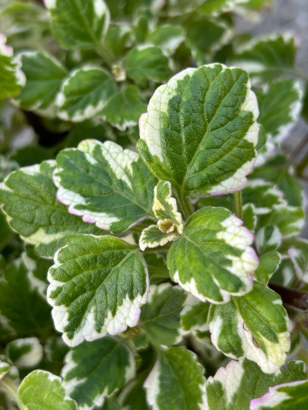 Swedish Ivy Plant