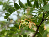 Tamarind ‘Thai Sweet’