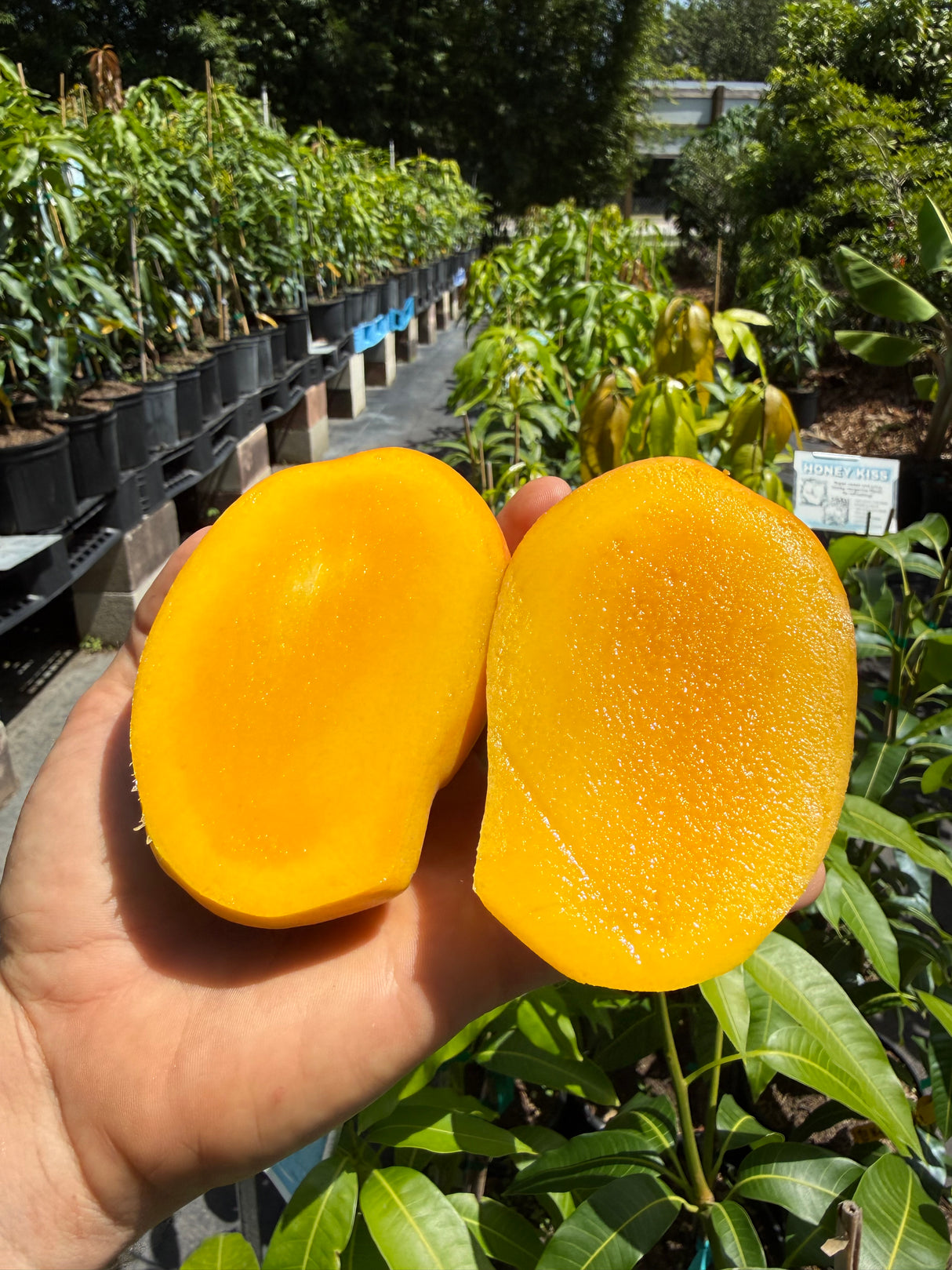 Mango Tree ‘TaraLay’