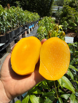 Mango Tree ‘TaraLay’