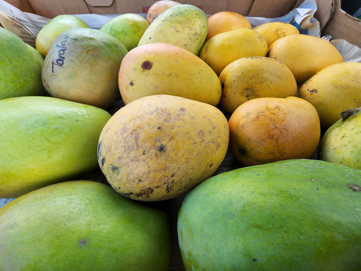 Mango Tree ‘TaraLay’