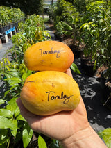 Mango Tree ‘TaraLay’