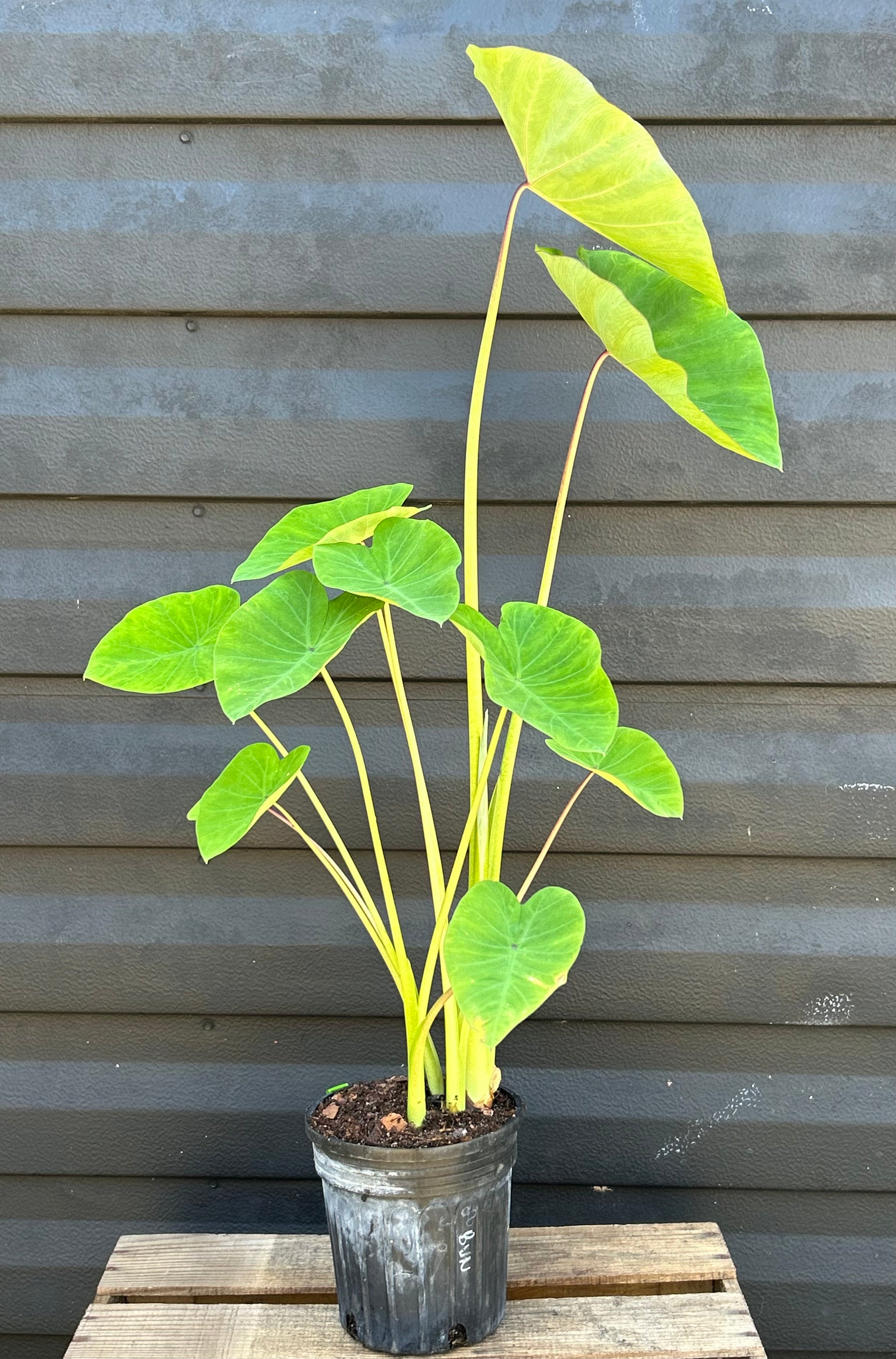 potted taro plant Taro Plant ‘Puerto Rican’