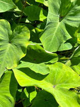 Taro Plant ‘Bun Long’