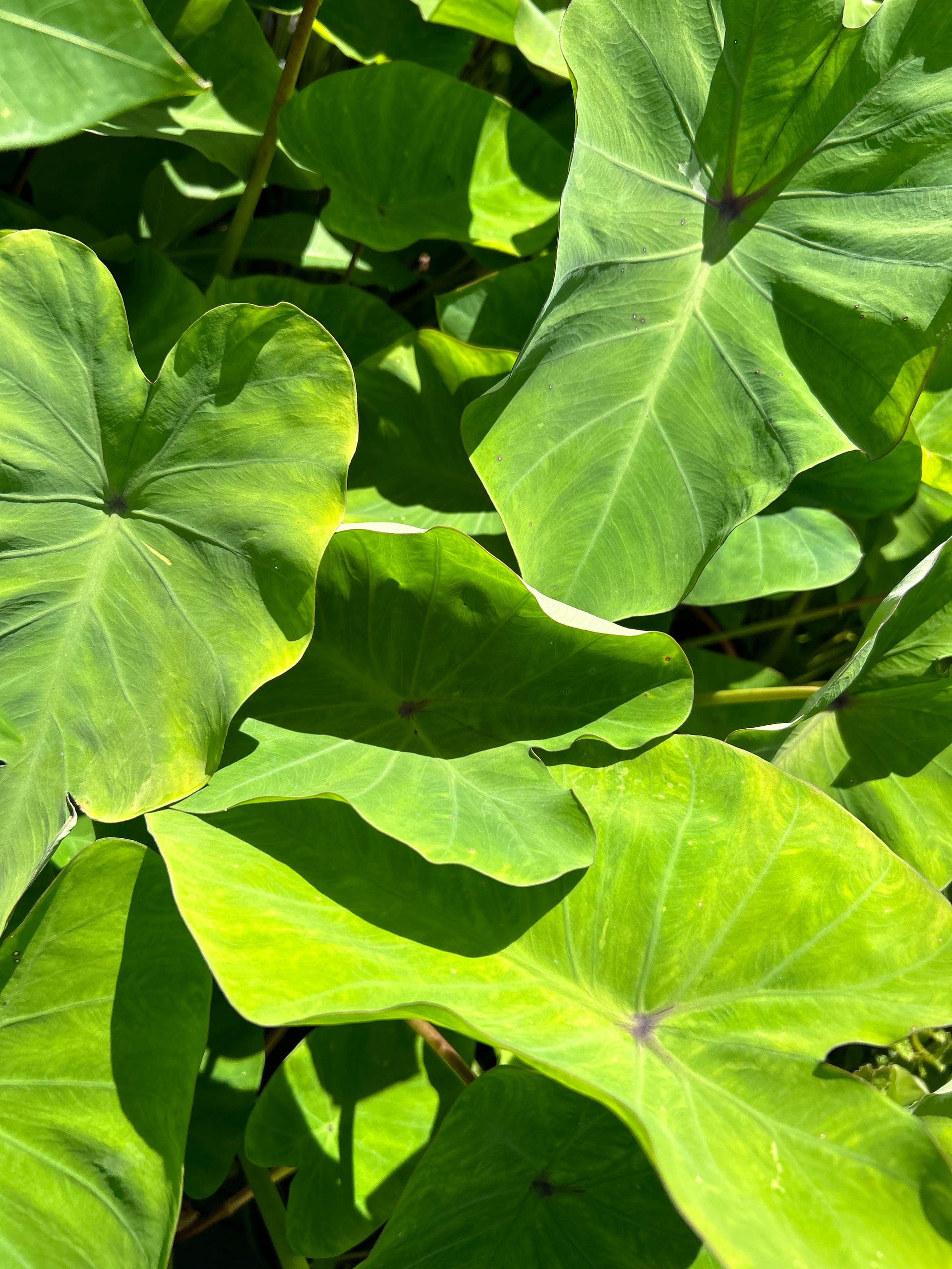 tarp plant Taro Plant 'Bun Long' – Incredible Edible Landscapes