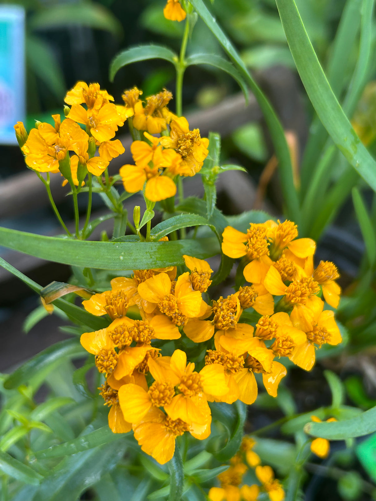 Annual Herb Plant - 6 inch pot