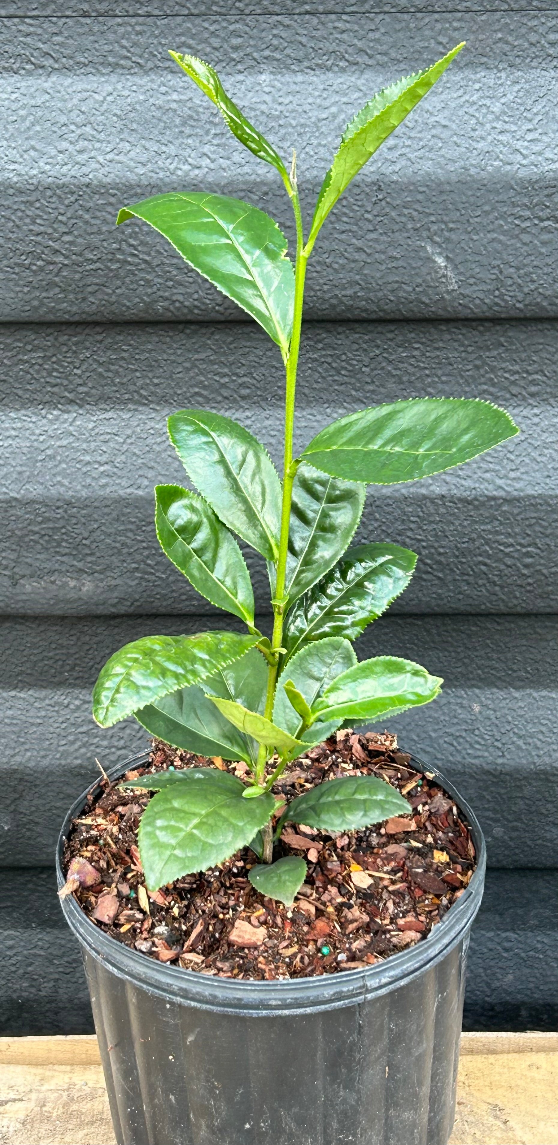 tea plant in pot Tea Plant