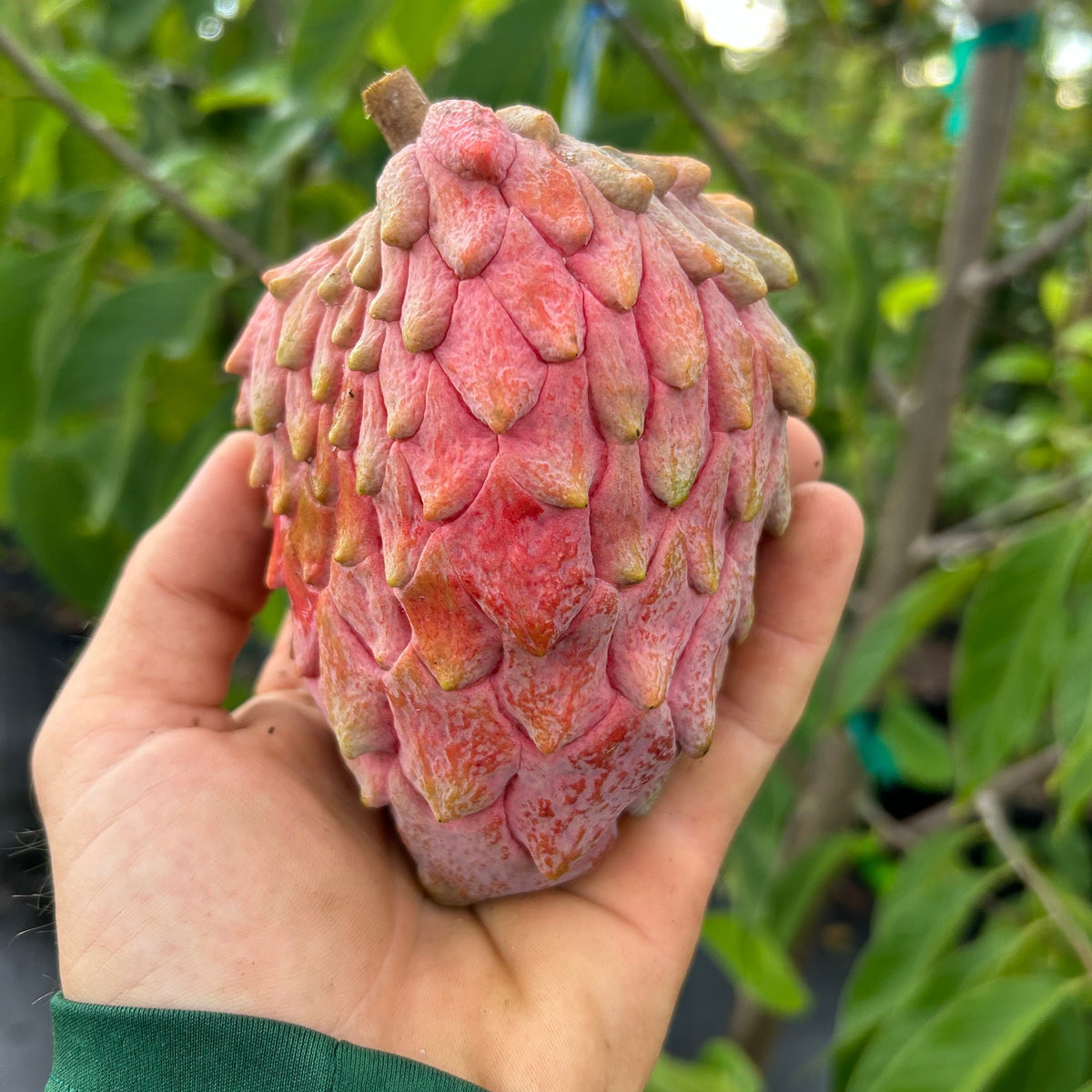 Temoylata Tree 'Red Geffner' – Incredible Edible Landscapes