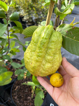 Guava Tree 'Thai White'
