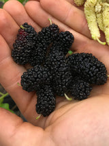 Mulberry Tree 'Tice'