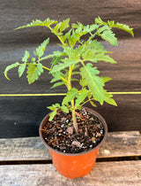 Tomato - 6 inch pot