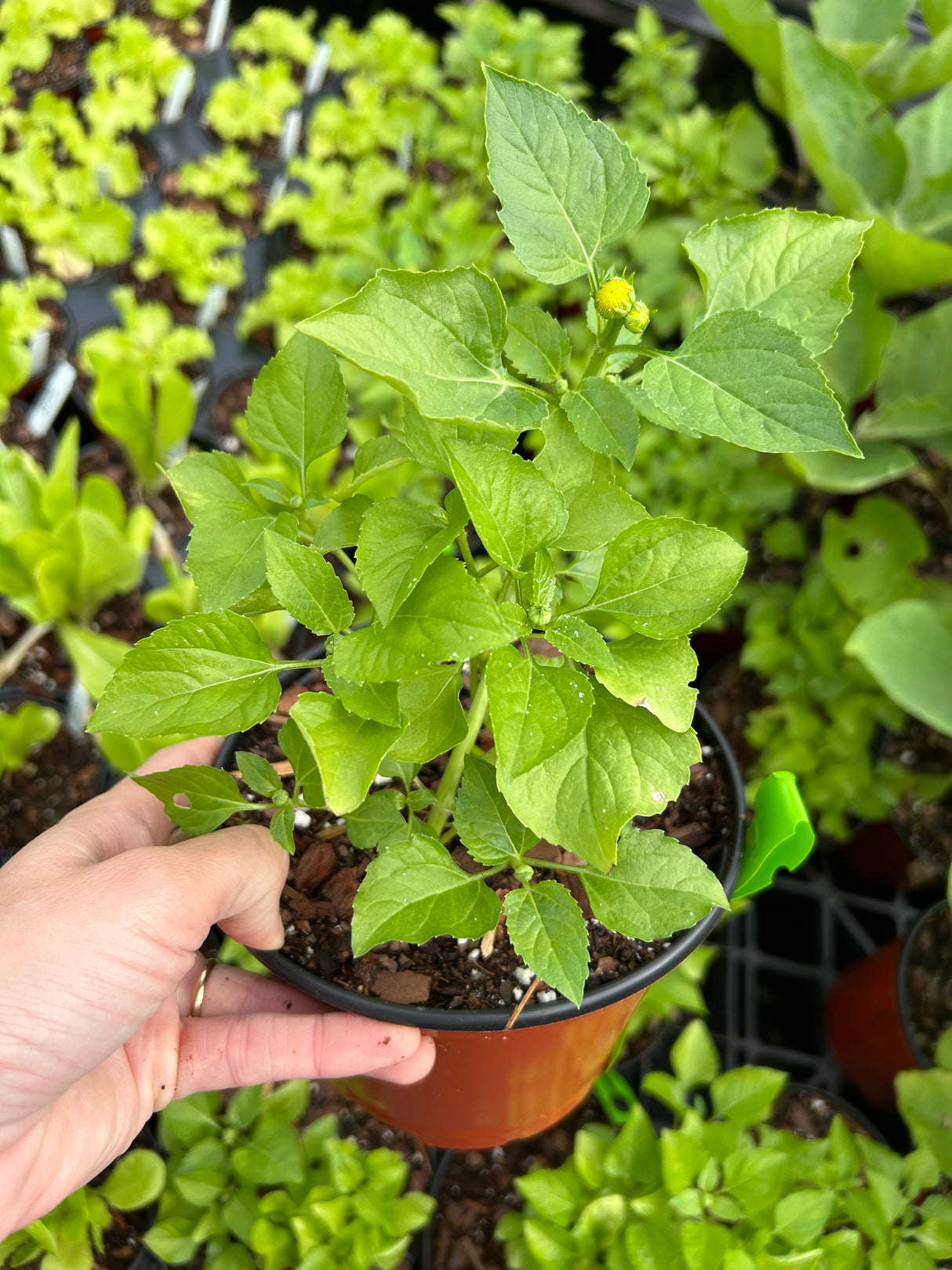 Toothache Plant